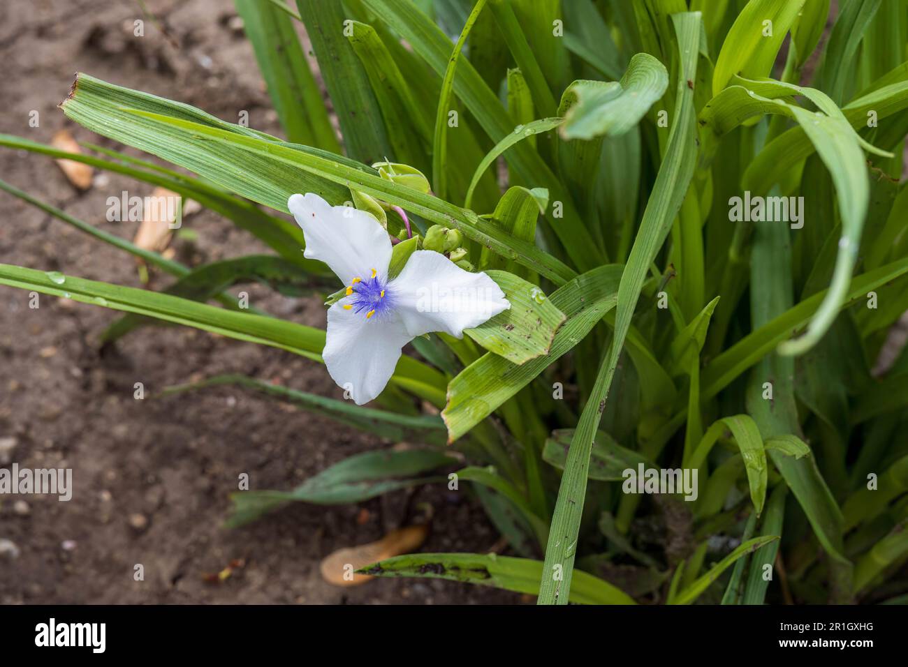Primo piano di una bianca fioritura di spighe vedove nel giardino Foto Stock