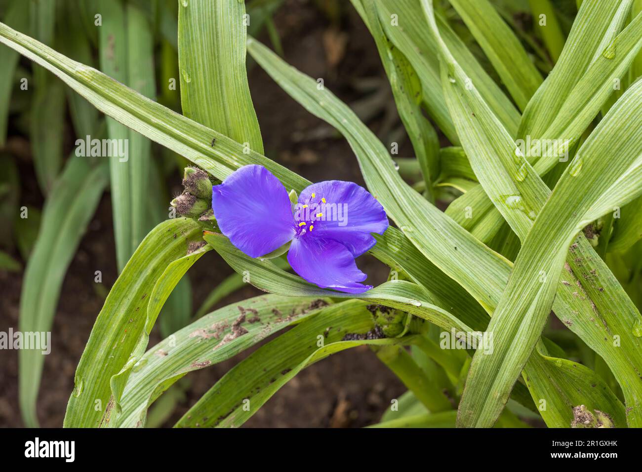 Una vedova viola le spighe fioriscono nel giardino anteriore Foto Stock
