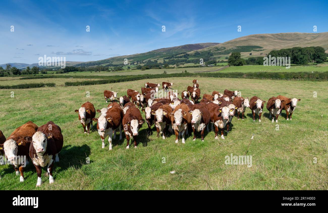 Mandria di pedigree Hereford bovini su altopiano pascoli terra, Cumbria, Regno Unito. Foto Stock