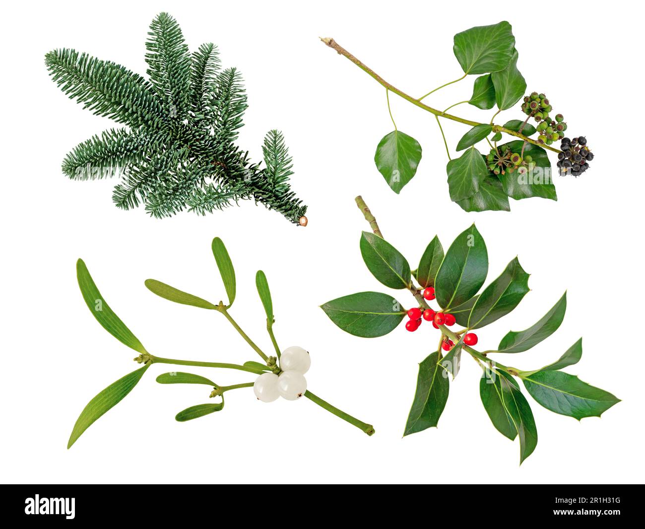 Ramo di albero di Natale, ramo di mistletoe con bacche bianche, ramo di agrifoglio di Natale e piante di decorazione di Ivy regolato isolato su bianco Foto Stock