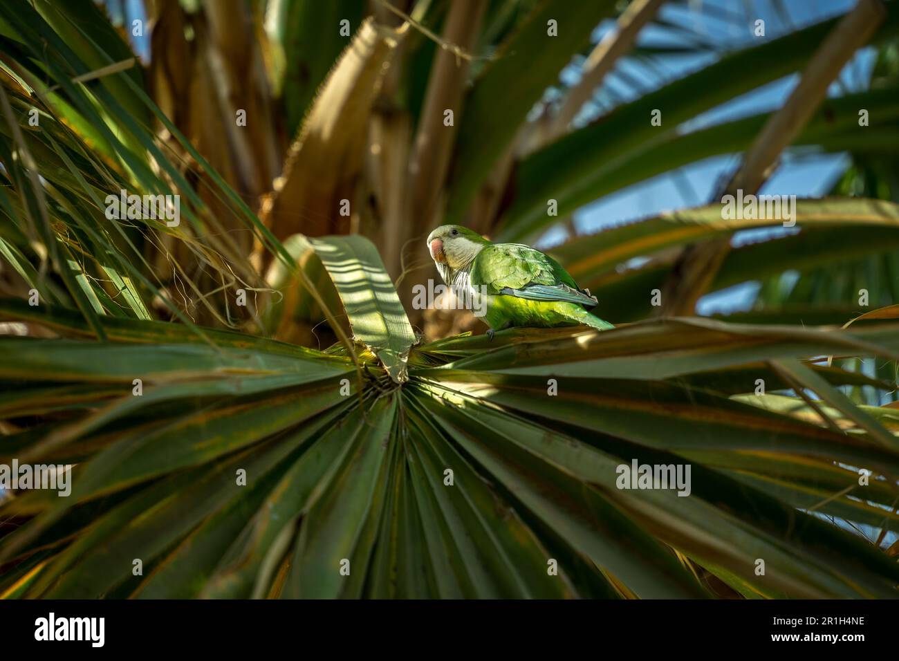 Pappagallo verde - alias Monk Parakeet - seduto tra le foglie di una palma nel Parque de Málaga, Spagna Foto Stock