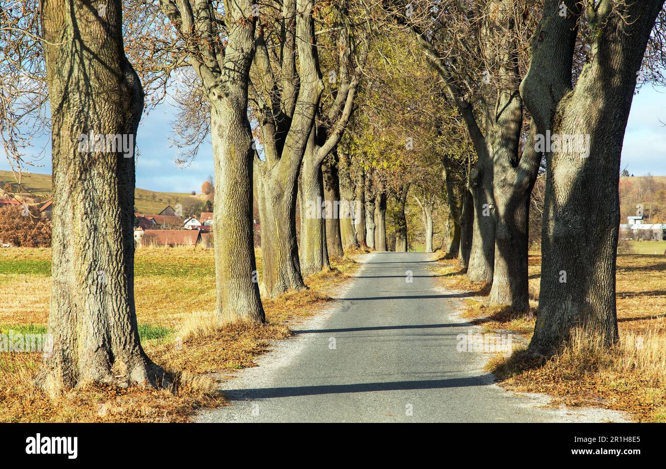 viale autunnale di tiglio, vista autunnale di vicolo di tigli Foto Stock