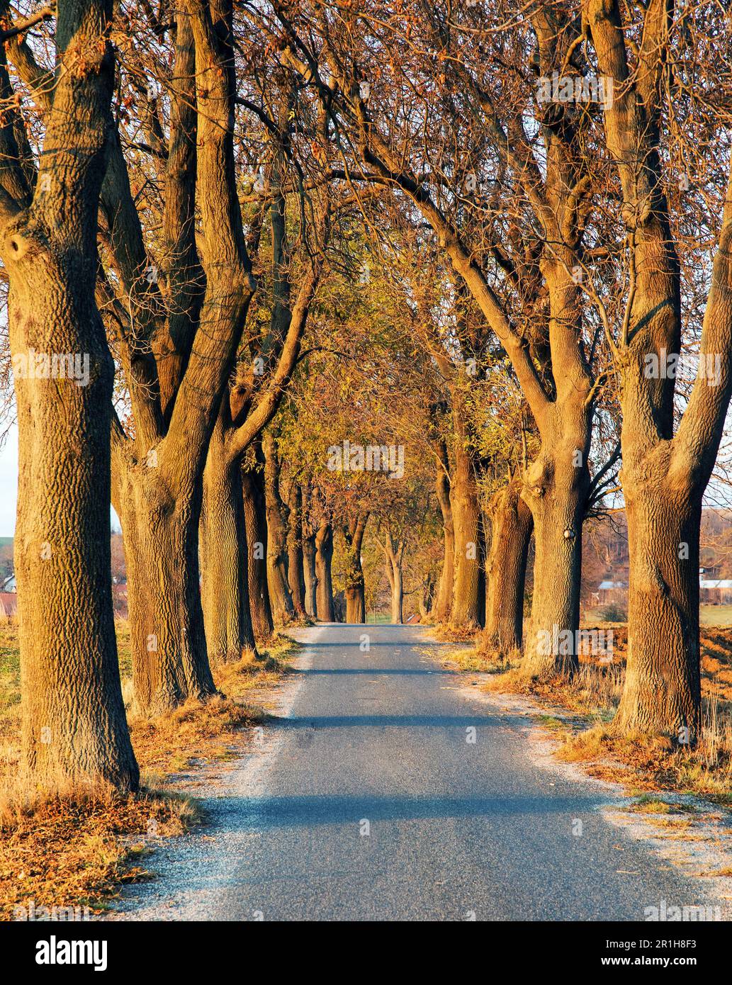 viale autunnale di tiglio, sera vista autunnale di vicolo di strada e alberi di tiglio Foto Stock