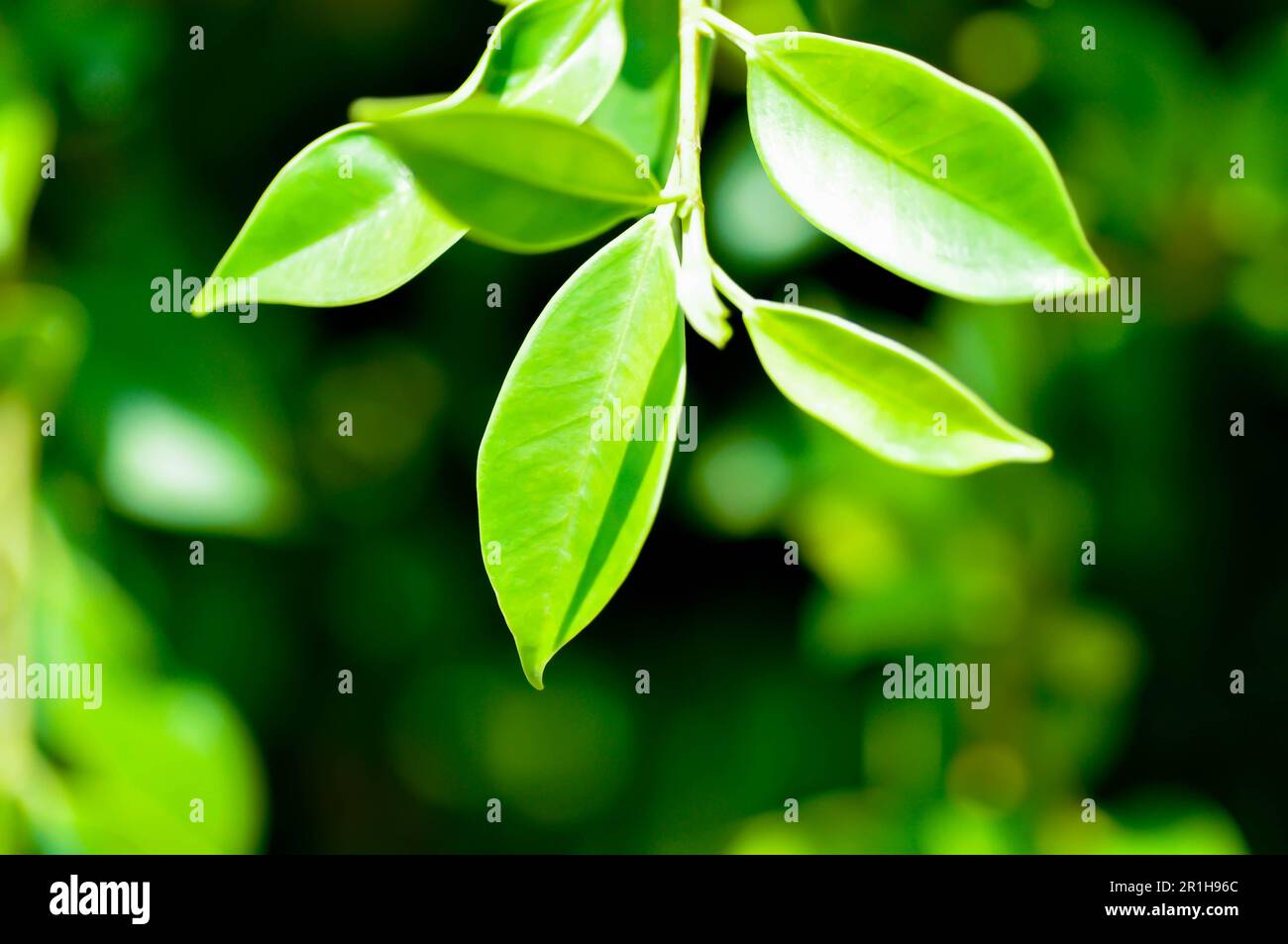 Pianta di banyan o Ficus anulata o ficus bengalensis Foto Stock