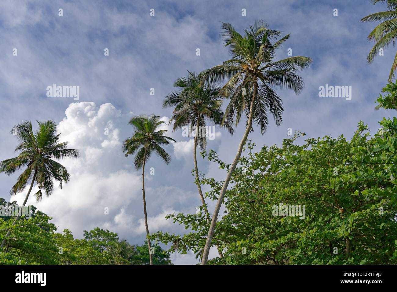 Palme tropicali in Sri Lanka Foto Stock