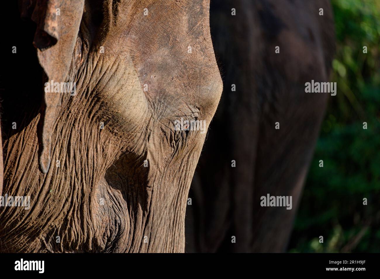 Due elefanti nella giungla dello Sri Lanka Foto Stock