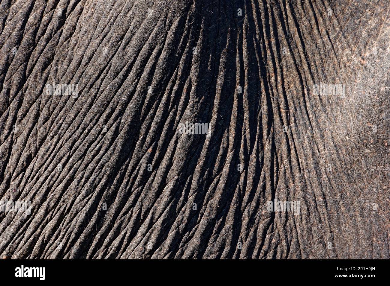 Pelle di primo piano di un elefante dello Sri Lanka al sole Foto Stock