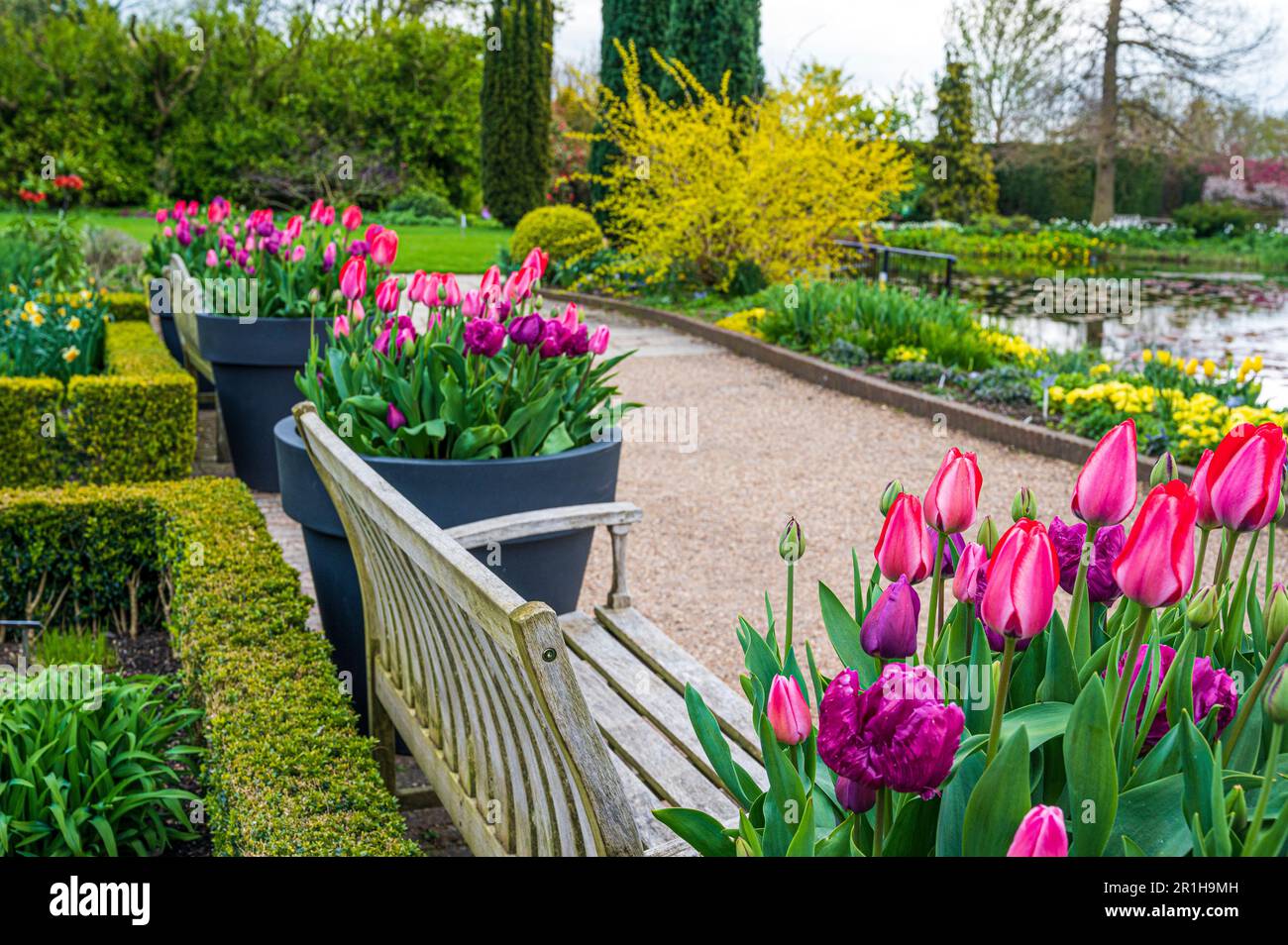 Tulipani in primavera intorno alla zona stagno superiore, tra cui il giardino della sala lettura. Foto Stock