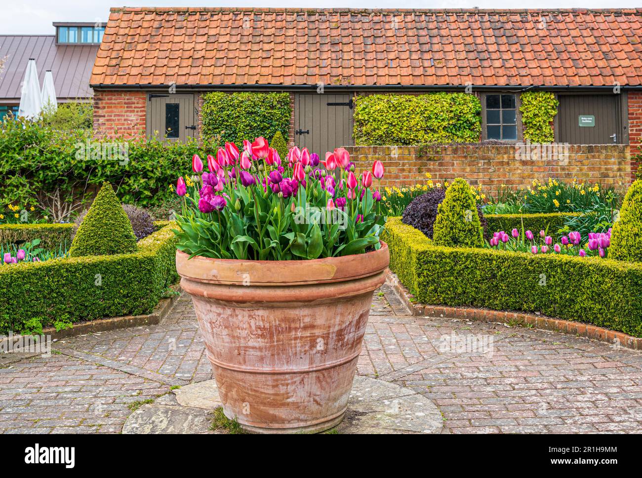Tulipani in primavera intorno alla zona stagno superiore, tra cui il giardino della sala lettura. Foto Stock