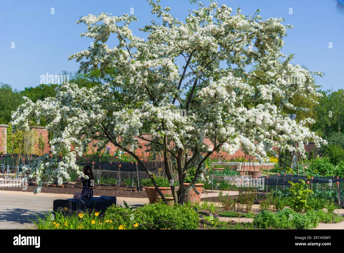 Malus sieboldii, comunemente chiamato granchio di Siebold, il granchio di Siebold o il granchio di Toringo, è una specie di granchio della famiglia Rosaceae Foto Stock