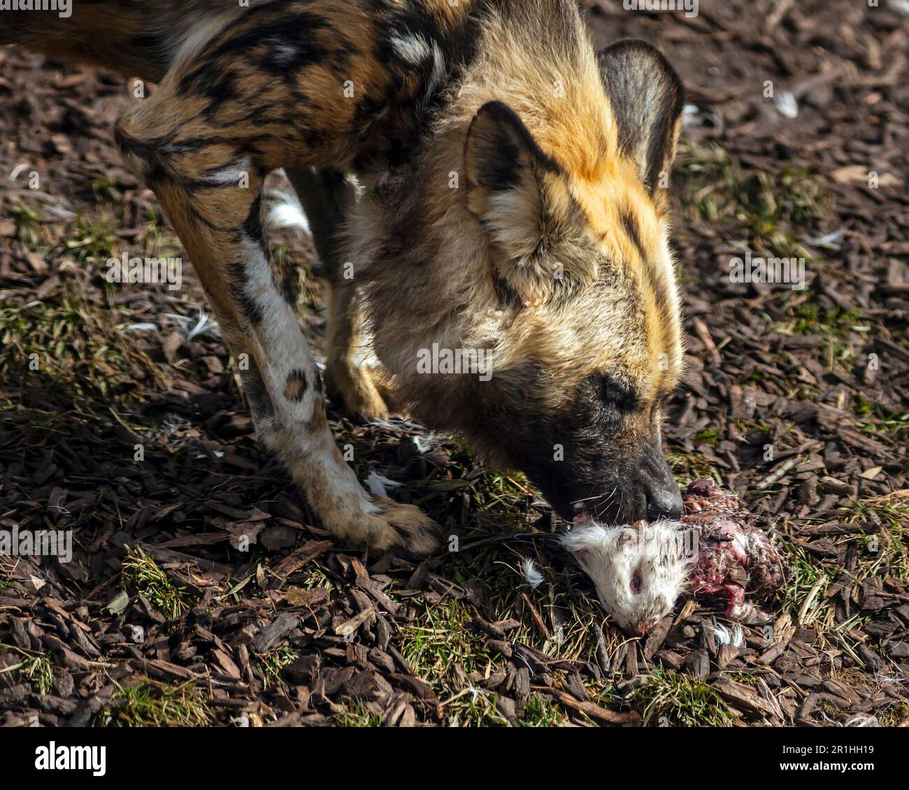 Ritratto di un cane selvatico dipinto africano che mangia un coniglio che ha catturato Foto Stock