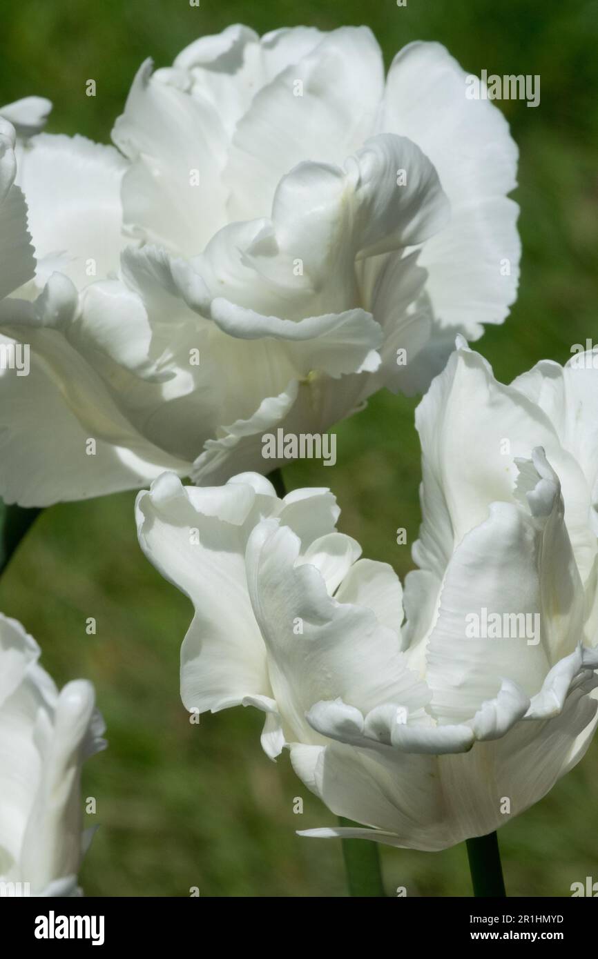 Tulipano 'pappagallo bianco' ritratto di fiori Foto Stock