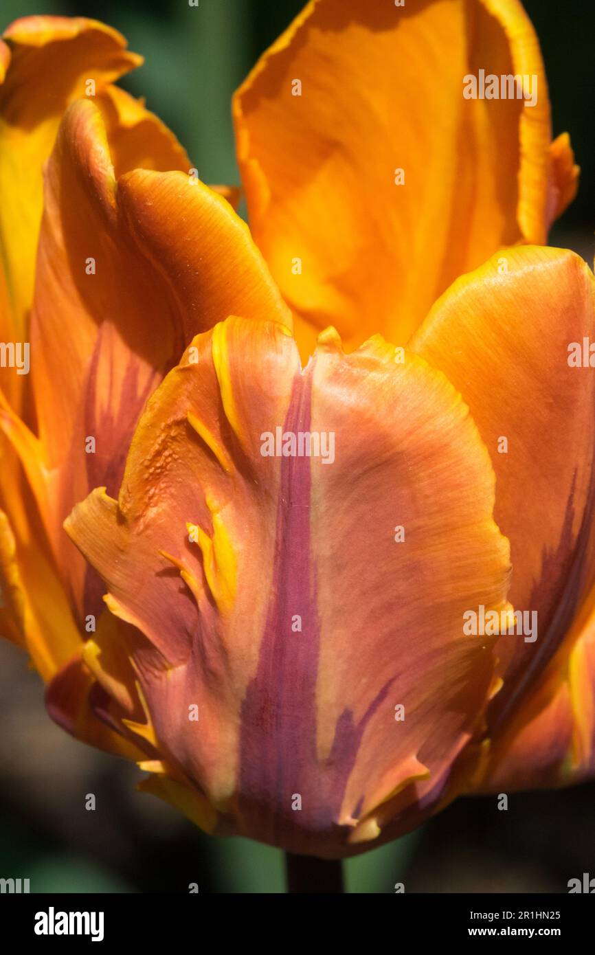 Tulip 'Prinses Irene', Tulipa 'Prinses Irene', Parrot tulip 'Prinses Irene Parrot' Foto Stock