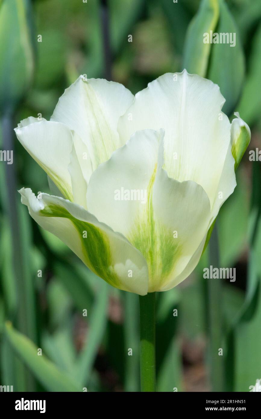 Viridiflora Tulip, cultivar, Tulipa 'Spring Green', Ritratto Foto Stock