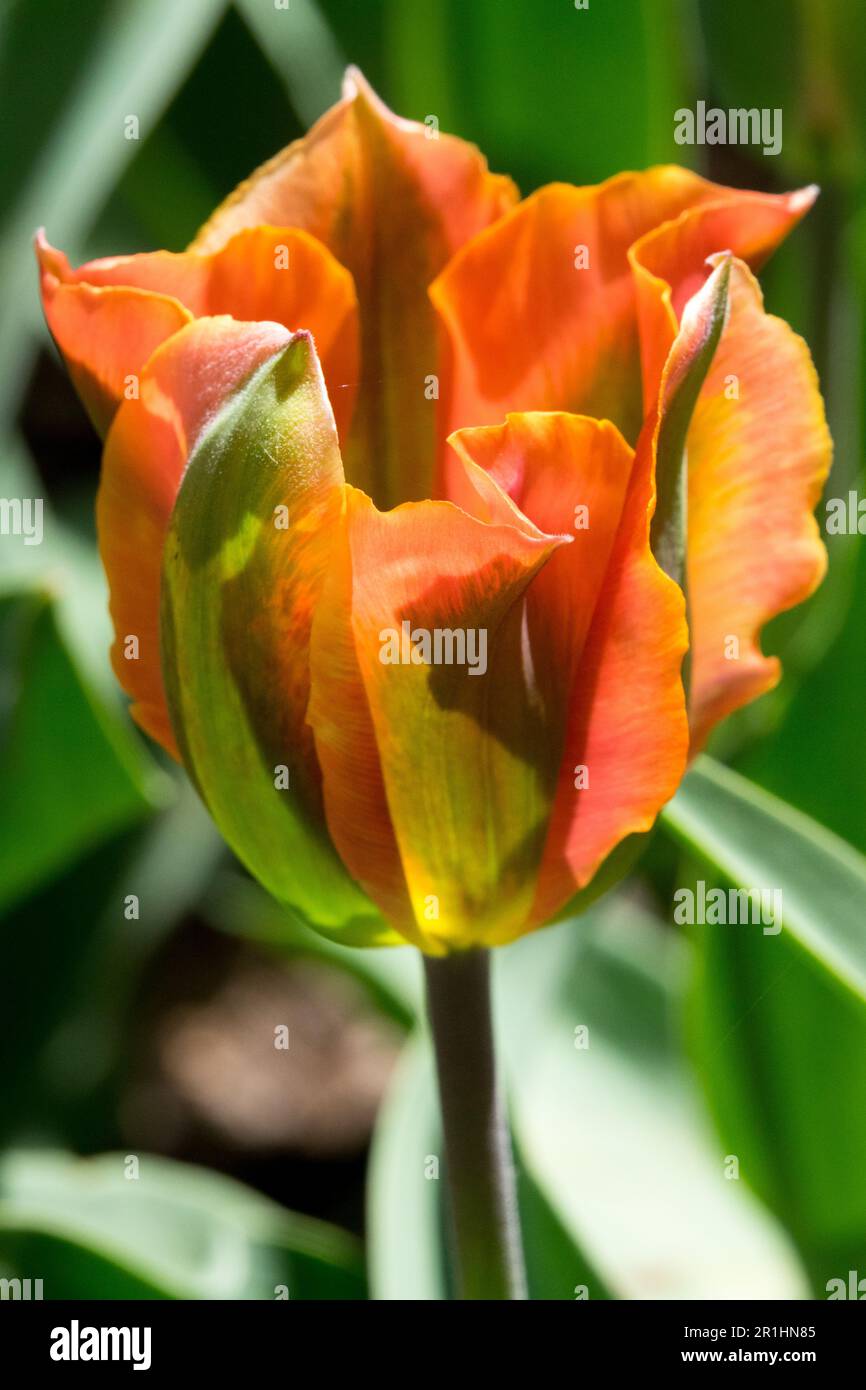 Viridiflora Tulip 'Artist' di colore arancione Foto Stock