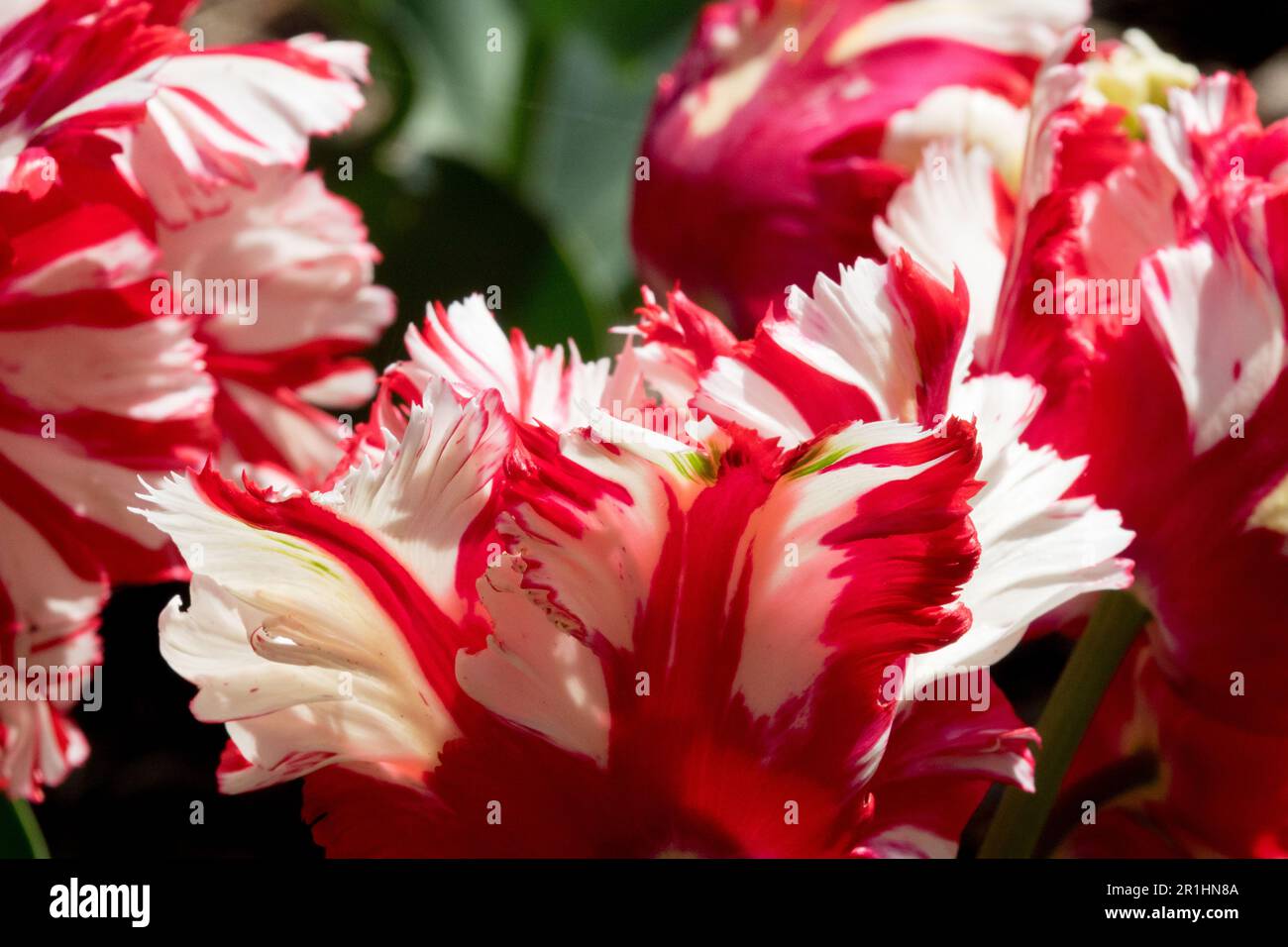 Tulipa "Estella Rijnveld", Tulip, Red, White Rose Parrot Tulips Foto Stock