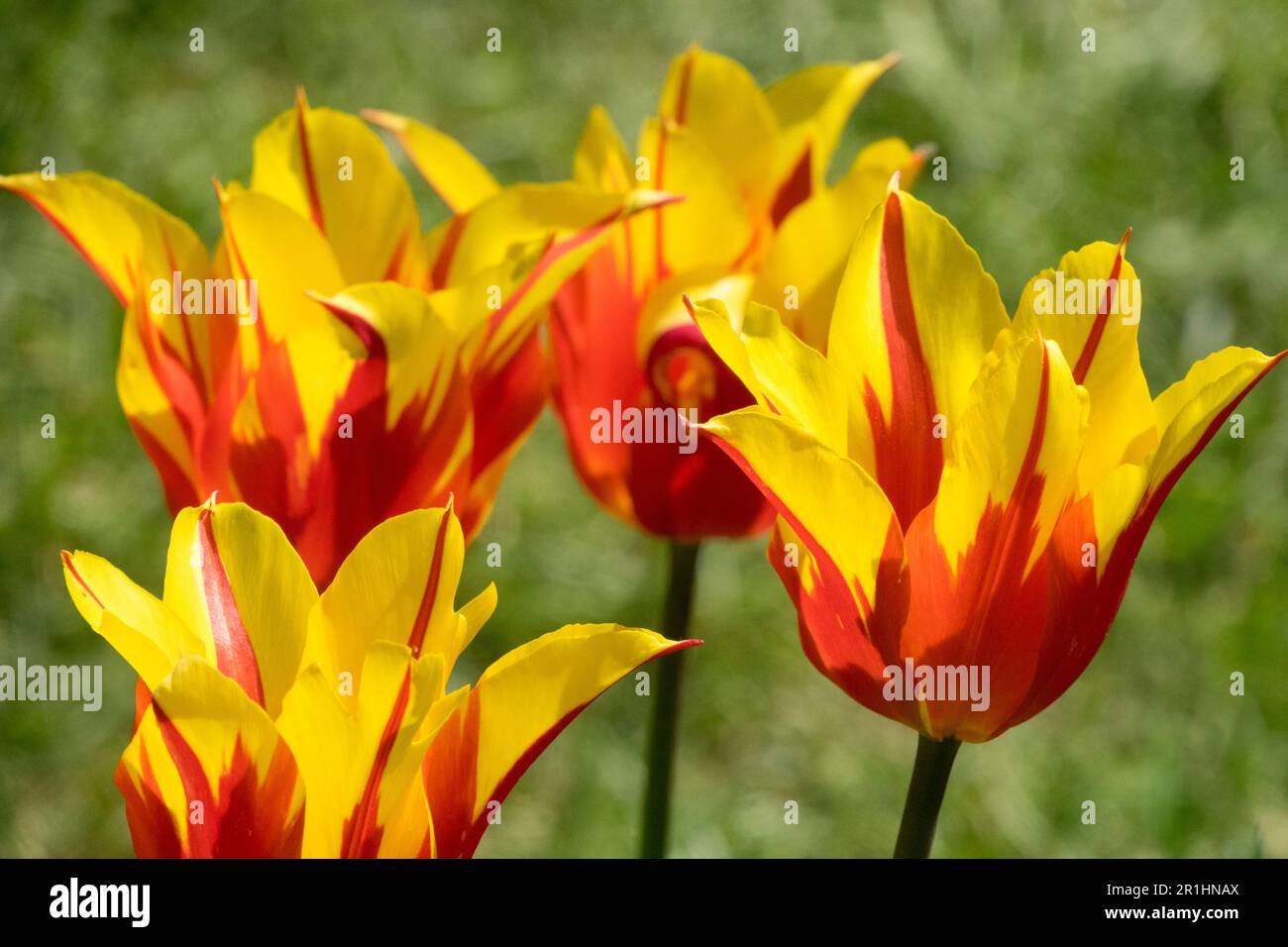 Tulip Tulipa "Fire Wings", tulipani gialli rossi Foto Stock