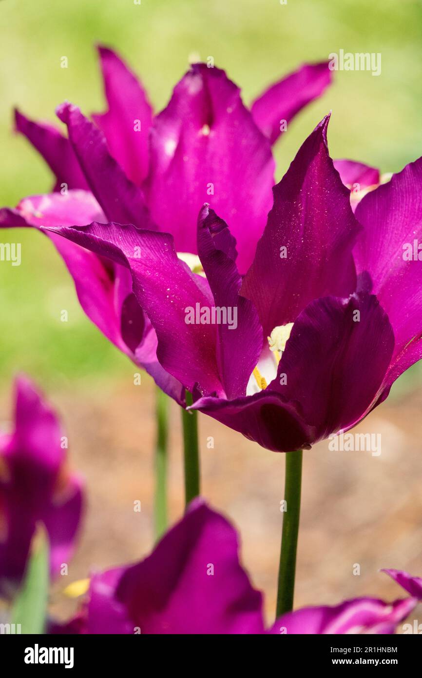 Tulip 'Doll Viola', Fiore, Tulipa 'Doll Viola', Lily fiorito Foto Stock