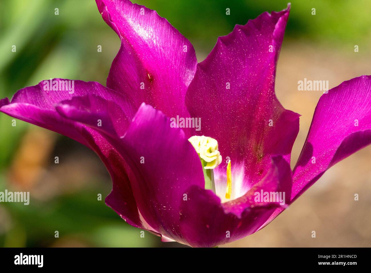 Tulip 'Doll Viola', Fiore, Tulipa 'Doll Viola', Lily fiorito Foto Stock