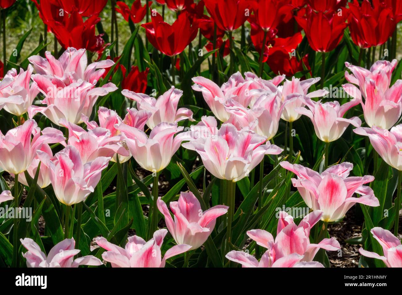 Mix, tulipani, tulipani "Holland Chic", Tulipa "Moneymaker", bianco, rosa, rosso, letto Foto Stock