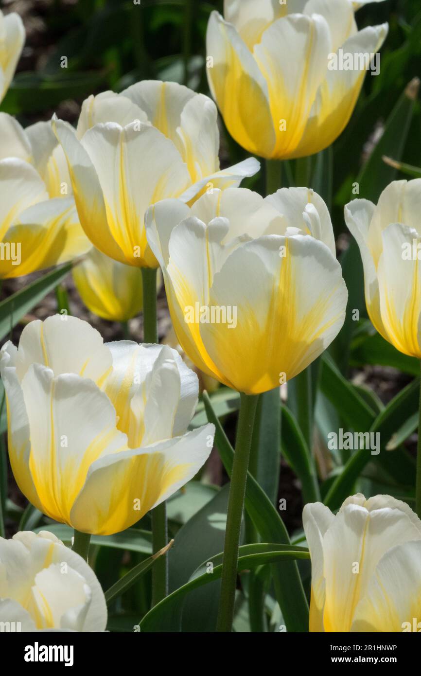 Beauty White, Yellow, Tulipani, frange, Tulipano 'Limone Chiffon', Fiori in fiore, Giardino Foto Stock