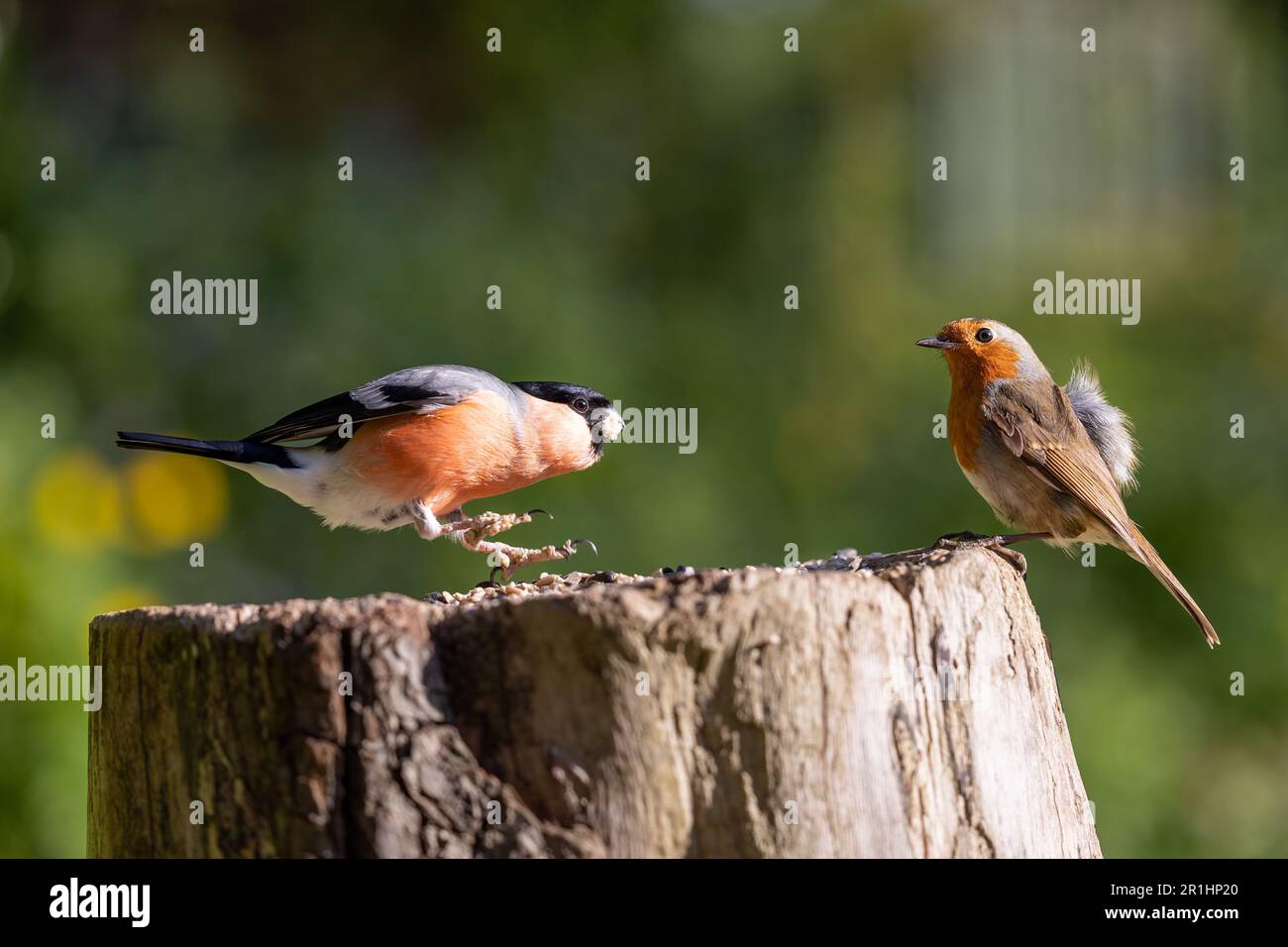 Il bulfinco maschio adulto (pirrhula pirrhula) mostra aggressivo, protezione alimentare, comportamento verso un robin IErithacus rubecula) Foto Stock
