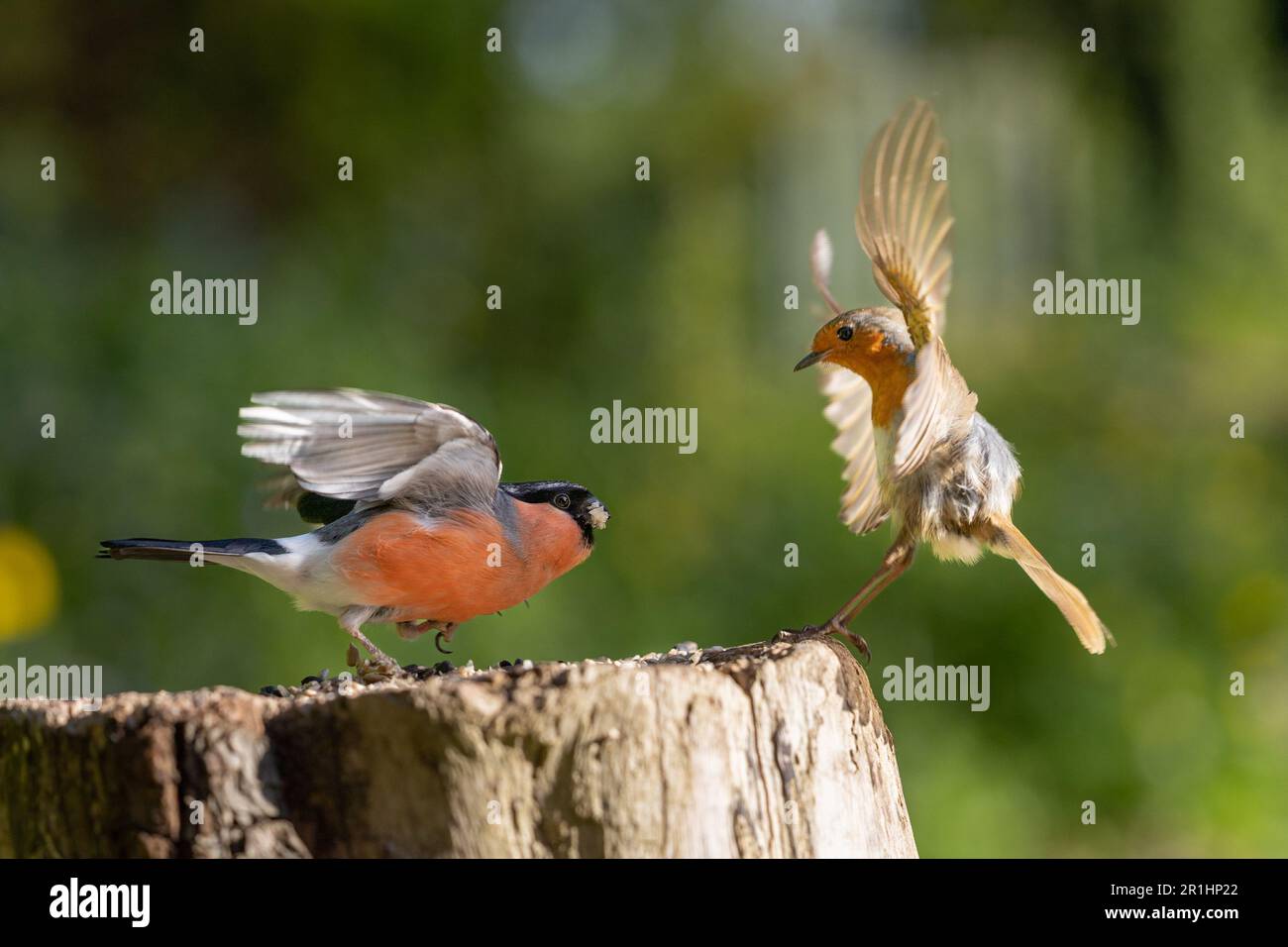 Il bulfinco maschio adulto (pirrhula pirrhula) mostra aggressivo, protezione alimentare, comportamento verso un robin IErithacus rubecula) Foto Stock