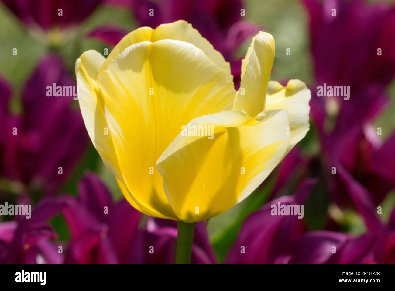 Tulipano a forma di coppa 'Budlight' Tulipa, giallo, fiore Foto Stock