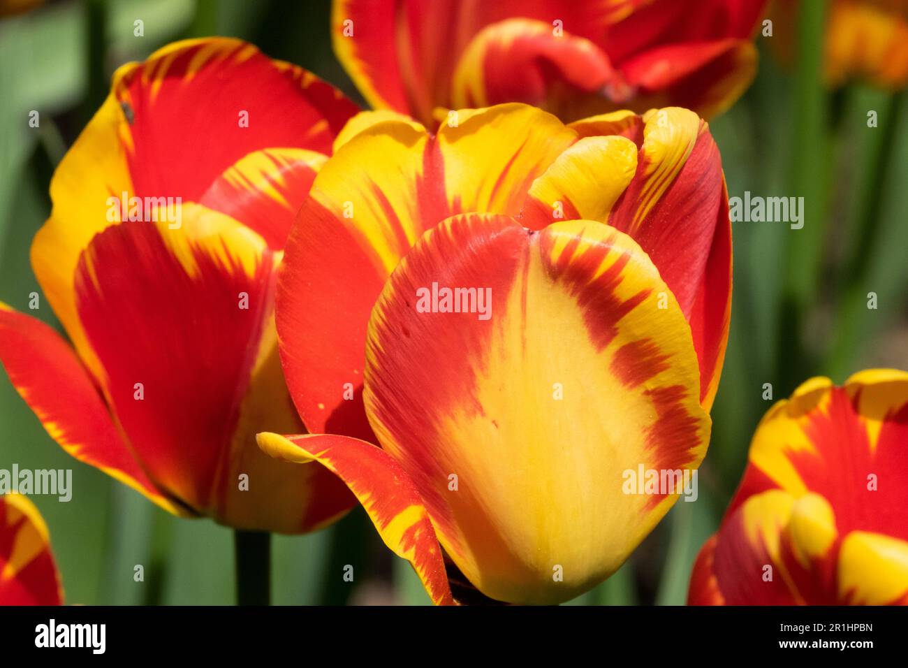 Tulip 'la Courtine', Tulipa 'la Courtine', giallo rosso, singolo tardo, cultivar Foto Stock