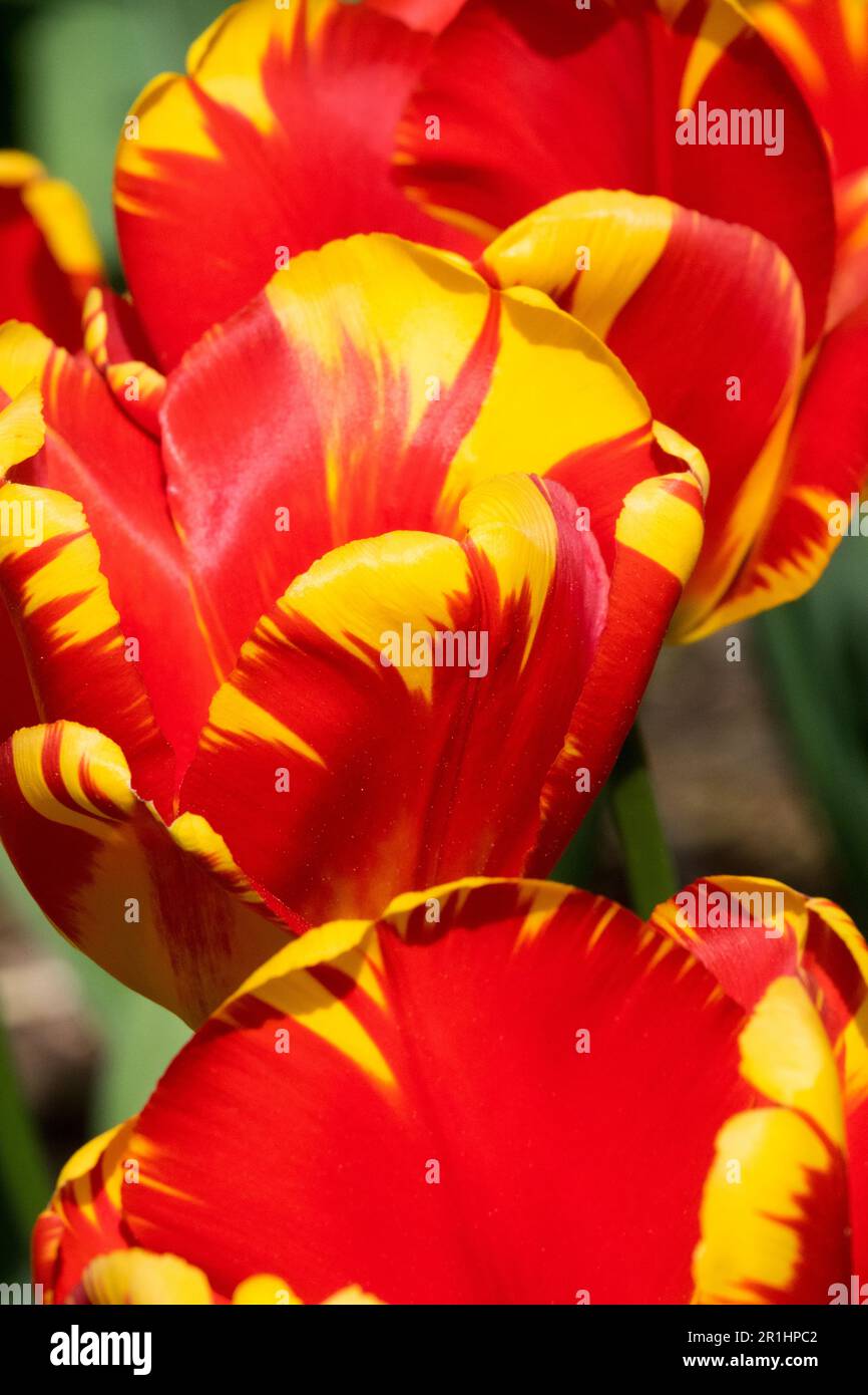 Tulip 'la Courtine', Tulipa 'la Courtine', giallo rosso, singolo tardo, cultivar Foto Stock