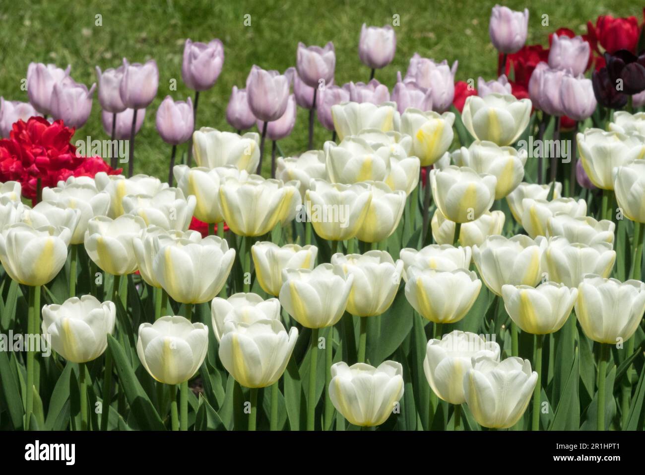 Misto, tulipani bianchi, a forma di tazza, fragrante, tulipano singolo tardivo, aperto, letto Tulipa 'Angels Wish', display, Garden Light Yellow White Pink Red Colour Mix Foto Stock Misto, tulipani bianchi, a forma di tazza, fragrante, tulipano singolo tardivo, aperto, letto Tulipa 'Angels Wish', display, Garden Light Yellow White Pink Red Colour Mix Foto Stock