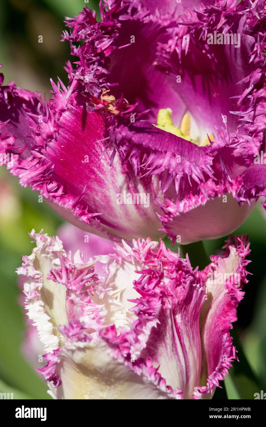 Tulipa 'Eyelash', crispa, cultivar, tulipano frangiato, luminoso, Viola, colore Foto Stock