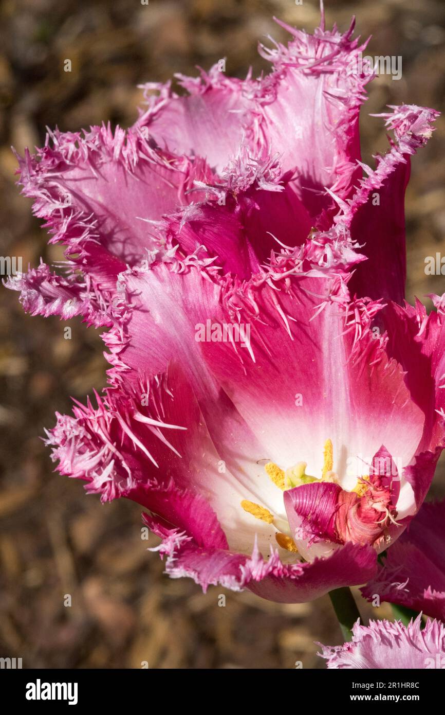 Rosa, Viola, Tulipani, a forma di tazza, aperto, Tulipano frangiato, cultivar, Fiore, Liliaceae, pianta, Tulip "Fancy Frills" Foto Stock