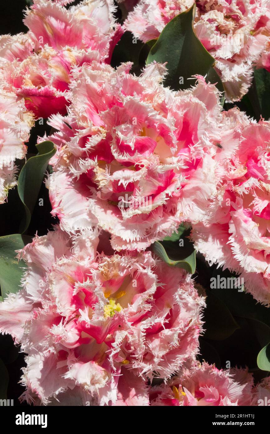 Tulipani rosa bianco 'Queensland' Tulip frange Foto Stock