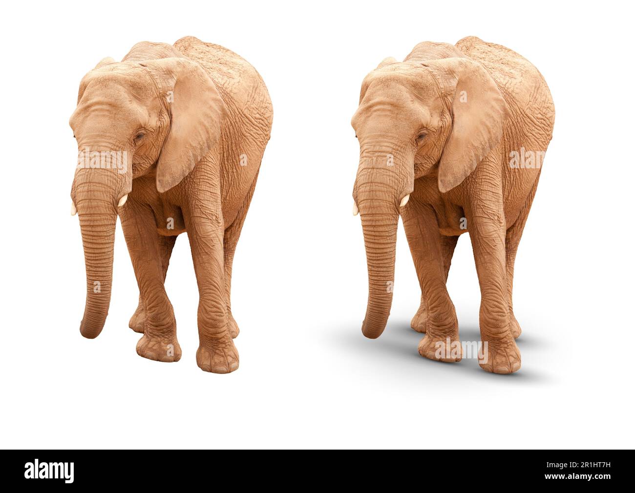 Elefante adulto isolato su bianco con e senza Ombra. Foto Stock