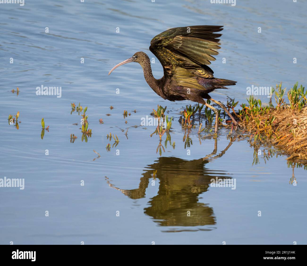 Un ibis lucido, Plegadis falcicinellus, un uccello d'acqua che percorre acque calme e inizia a volare, immagini speculari, Gran Canaria, Spagna Foto Stock