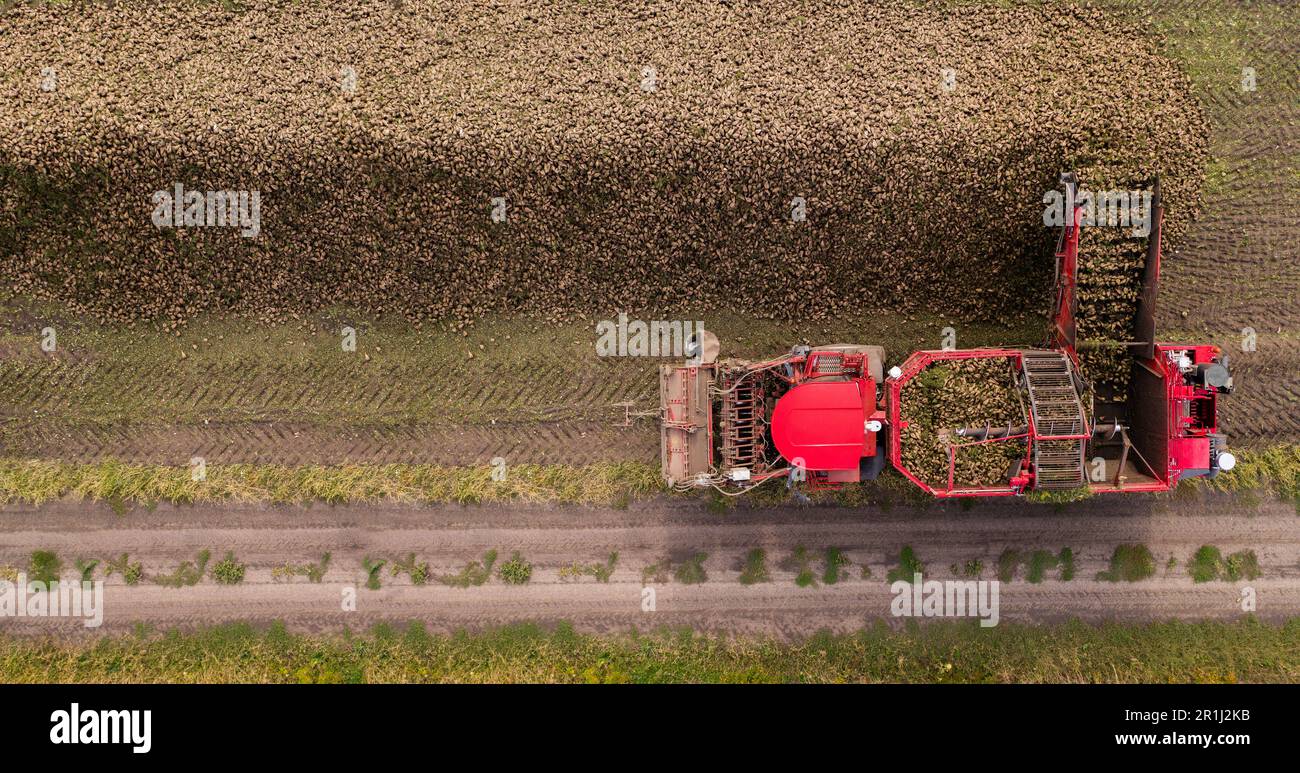 La mietitrebbiatrice raccoglie la barbabietola da zucchero sul campo. Vista aerea. Foto di alta qualità Foto Stock
