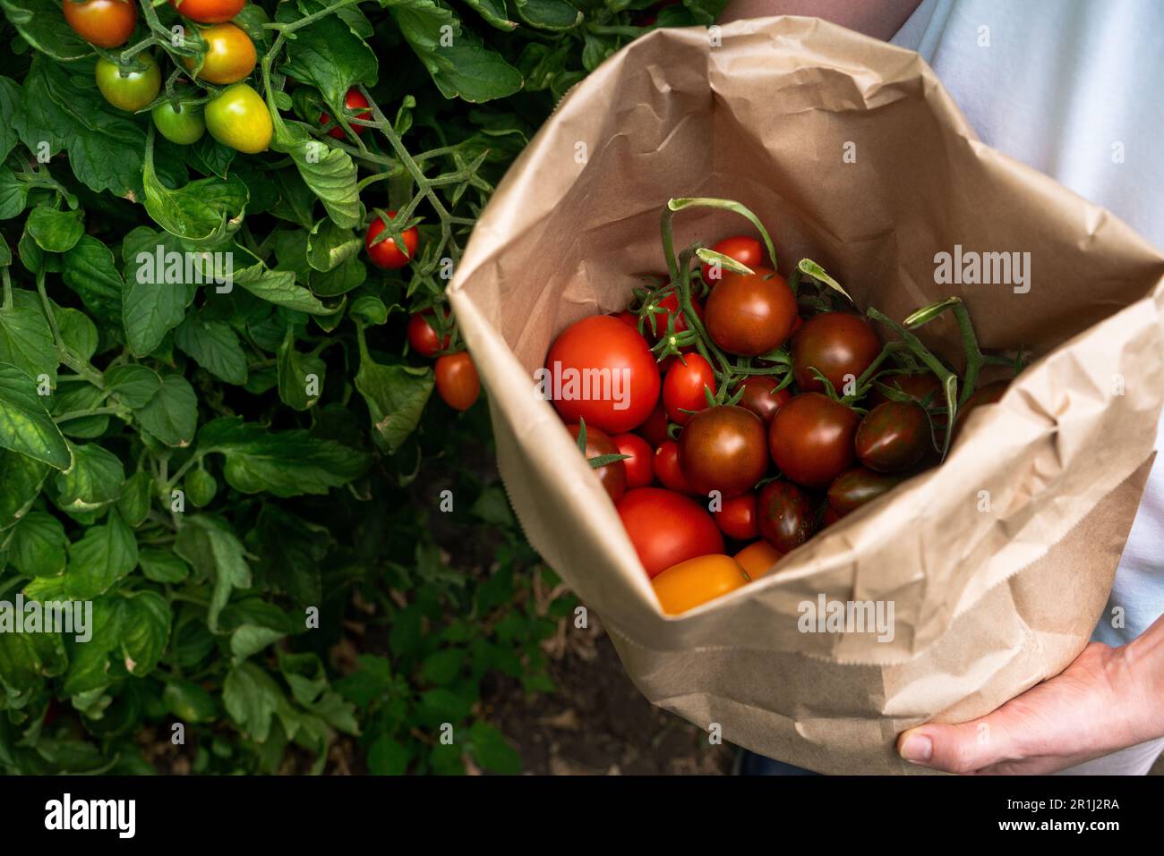 Una donna contadina con sacchetto di carta di pomodori ciliegini in una serra. Azienda agricola biologica.. Foto di alta qualità Foto Stock