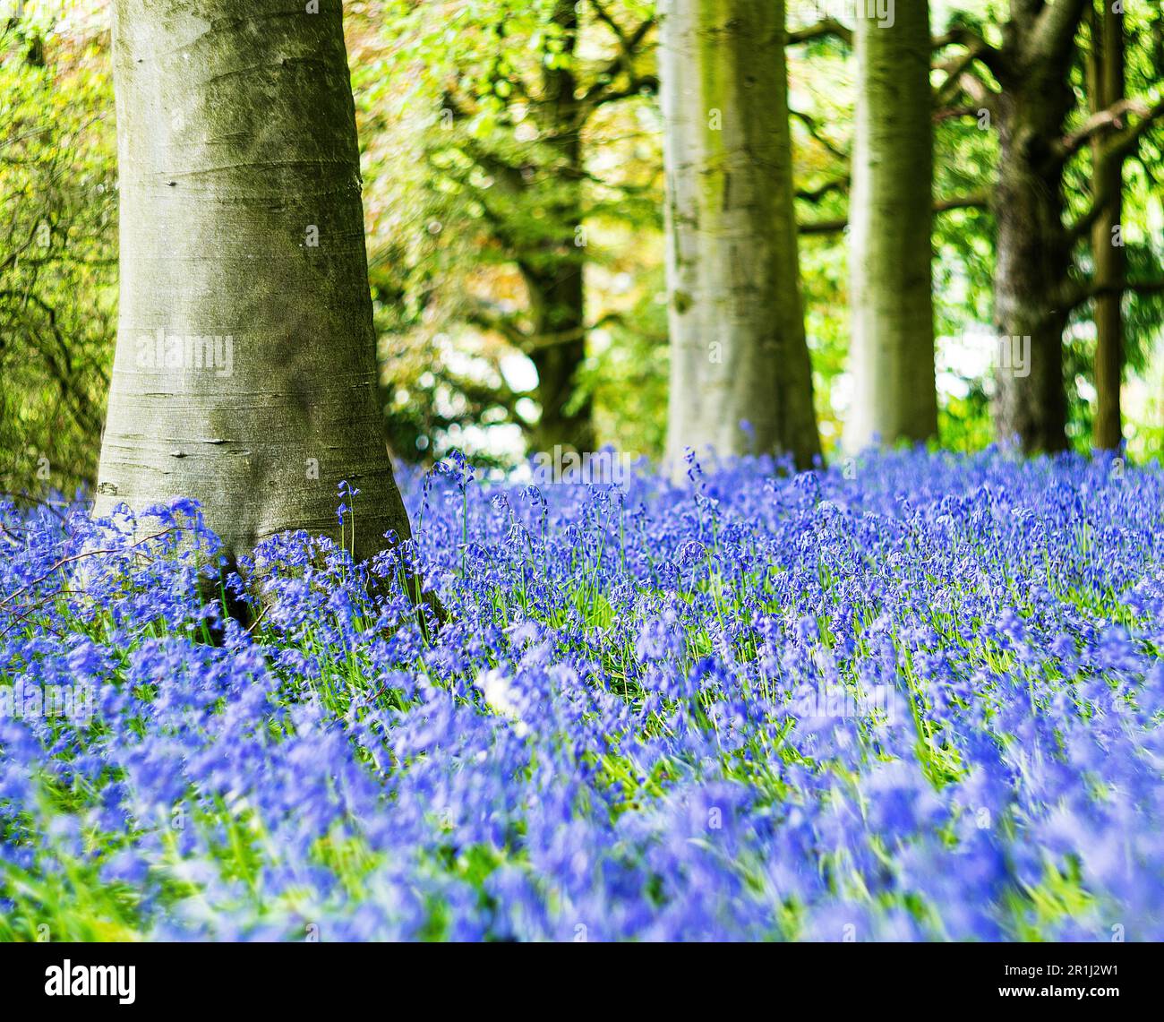 Bel tappeto di campane blu nel bosco dello Staffordshire Foto Stock