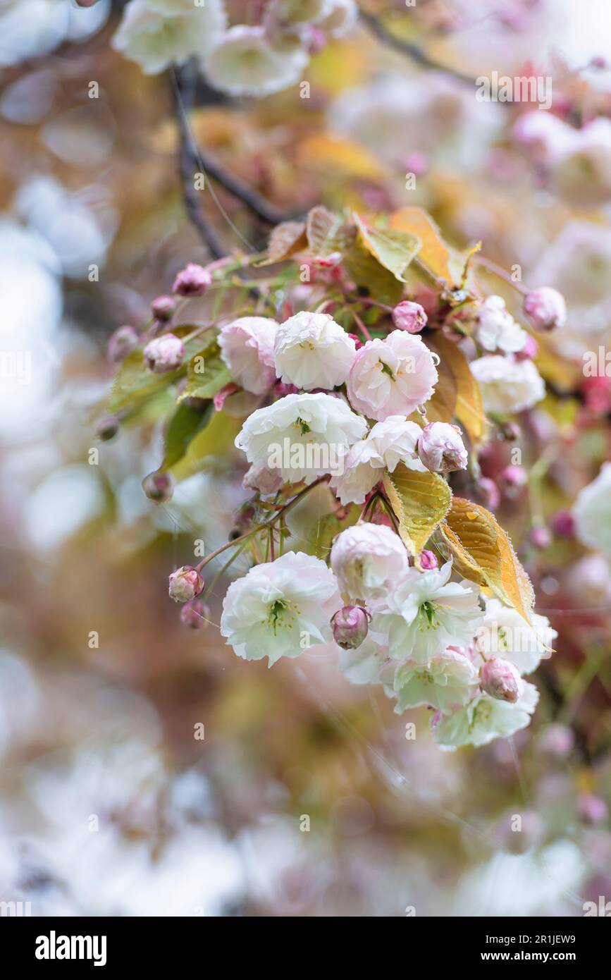 Gocce d'acqua e rugiada su fiori di ciliegio rosa e foglie di ciliegio giapponese dalla nebbia in una mattina in primavera, Baviera, Germania Foto Stock