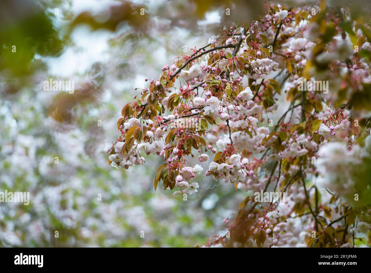 Gocce d'acqua e rugiada su fiori di ciliegio rosa e foglie di ciliegio giapponese dalla nebbia in una mattina in primavera, Baviera, Germania Foto Stock