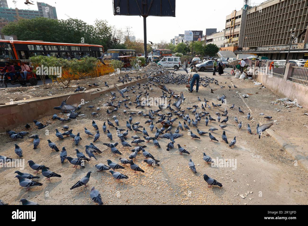 Uomo che alimenta piccioni per le strade di Delhi, India Foto Stock