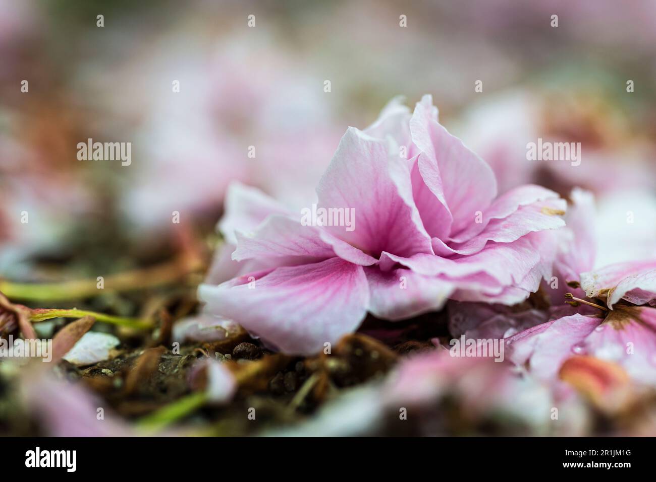 I petali sbiancati bianchi e rosa caduti della Circassia Cherry giapponese si trovano a terra sotto il ciliegio, Monaco, Baviera, Germania Foto Stock