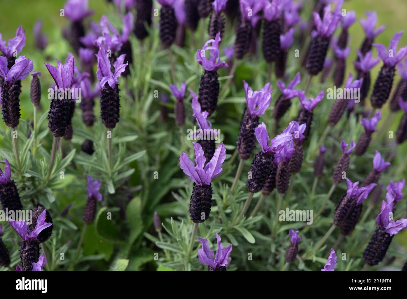 Bella viola Lavandula stoechas, spagnolo, francese o fiori di lavanda superiore in un giardino Foto Stock