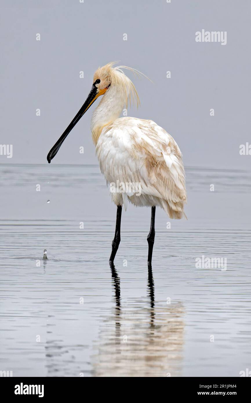 Spoonbill a Titchwell Marsh Foto Stock