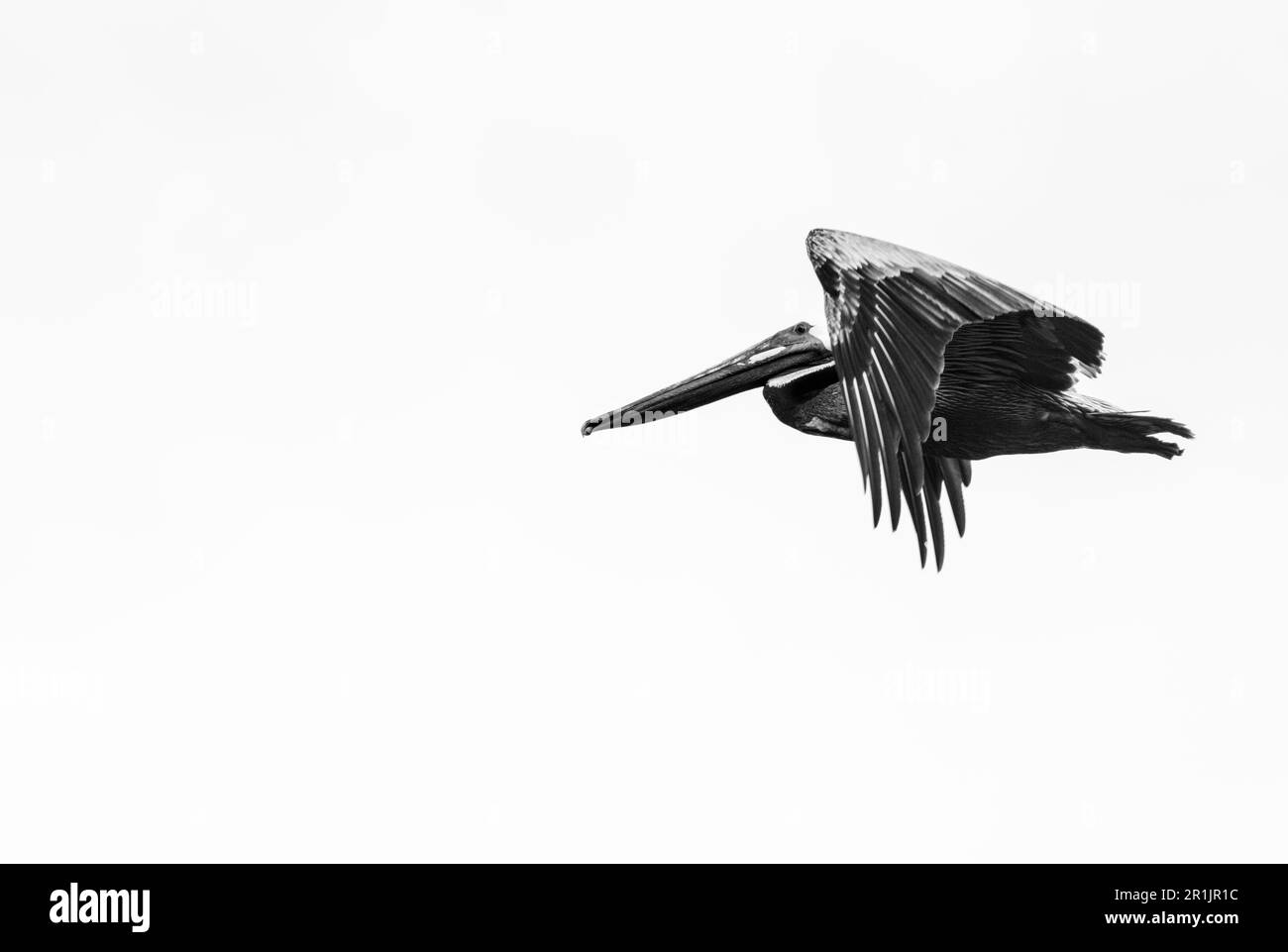 Studio in bianco e nero di un Pelican marrone volante (Pelecanus occidentalis), Panama Foto Stock
