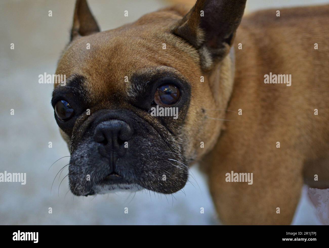 Primo piano di un muso di un bulldog francese beige che guarda la telecamera. Il cane si trova su uno sfondo bianco, le orecchie sono leggermente abbassate. Foto Stock