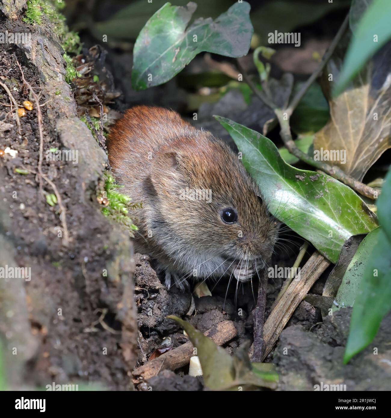 Una Vole di Banca (Myodes Glareolus). Foto Stock