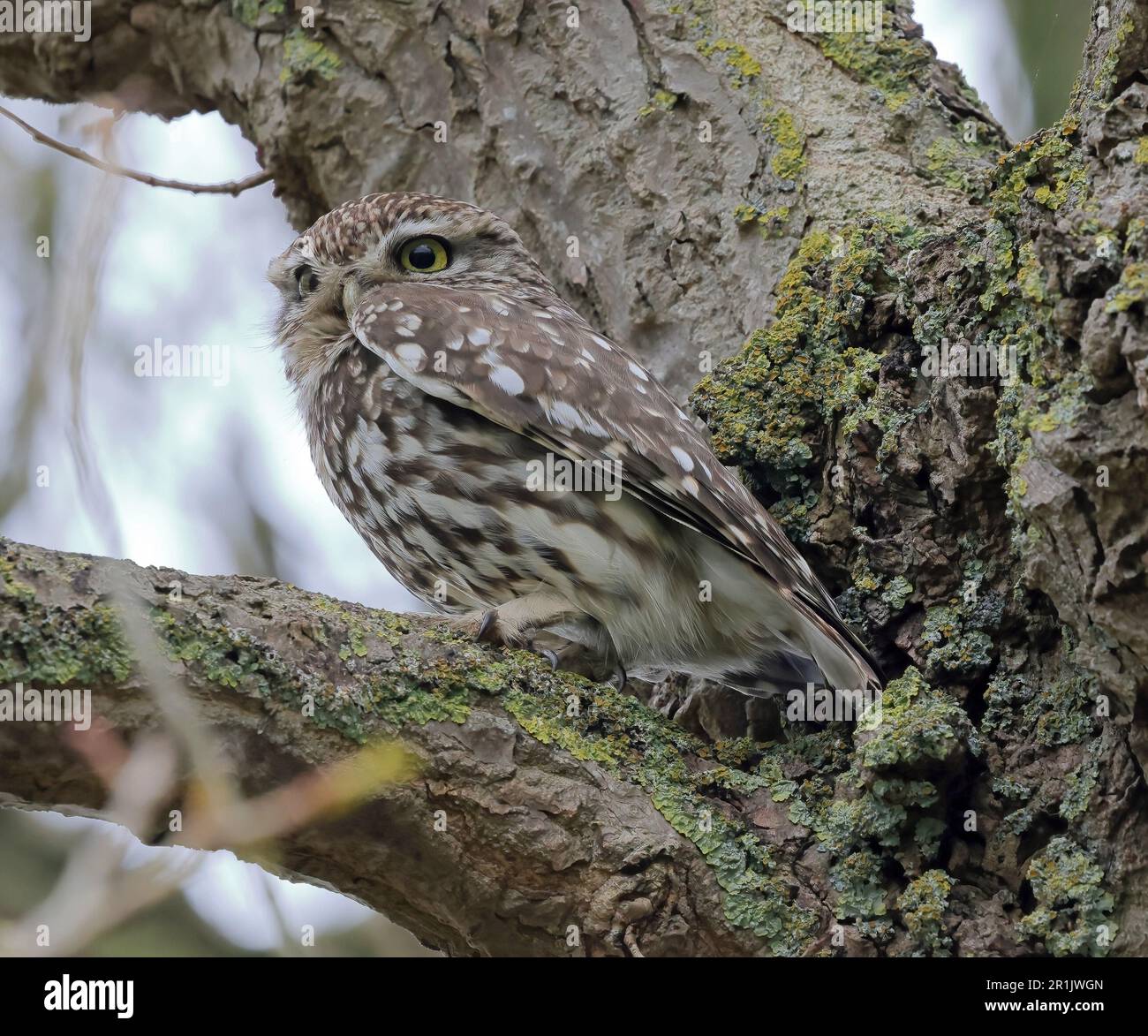 Un piccolo gufo (Athene Noctua) arroccato in un albero. Foto Stock