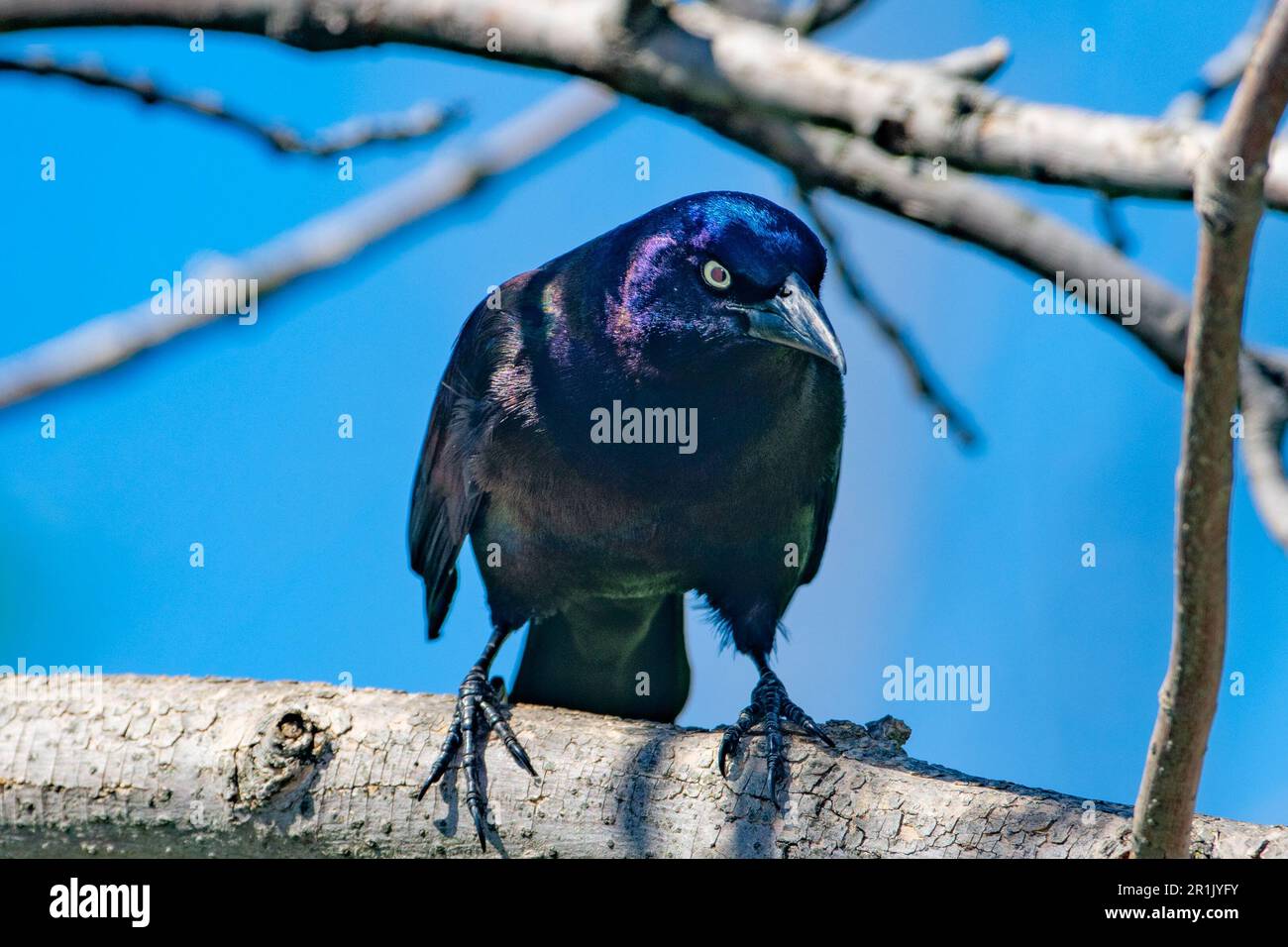 De Korte County Park Meadowlands New Jersey USA Foto Stock